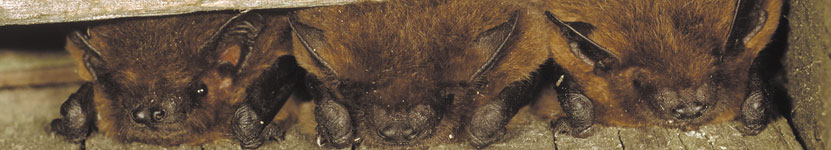 Zwergflederm&auml;use